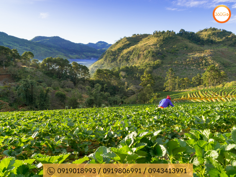 Raju's Hill Strawberry Farm - Du lịch 306Go